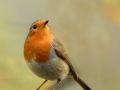 MikeChilds_Robin