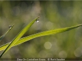 RuthSeadon_DewOnCocksfootGrass