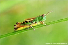 Common-Grasshopper-by-Barry-Green