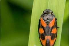 Froghopper-by-Julie-Hall