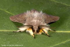 Muslin-Moth-by-Roger-Tyler