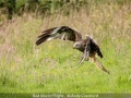 Novice_Andy-Crawford_Red-Kite-In-Flight_1_First