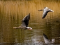 Novice_Andy-Crawford_Wild-Geese_1_Second