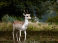 Novice_Ian-Bowes_Fallow-Dear_1_Commended