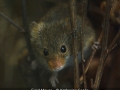 Novice_Katherine-Cooke_Field-Mouse_1_Third