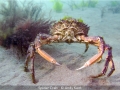 Open_Andy-Kent_Spider-Crab_1_Commended
