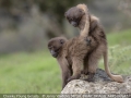 Open_Jenny-Webster_Cheeky-Young-Gelada_1_Third
