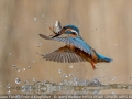 Open_Jenny-Webster_Precision-Fishing-From-A-Kingfisher_1_First