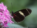 Open_John-Davidson_Heliconius_1_Highly-Commended