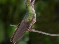 Open_John-Davidson_Humming-Bird_1_Second