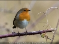 Charlotte-Mathews_Robin-Erithacus-Rubecula_1