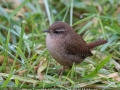 Charlotte-Mathews_Wren-Troglodytidae_1