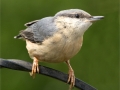 Malcolm-Wharton_Nuthatch_1