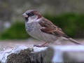 Penny-Davies_Male-House-Sparrow-In-Keld_1