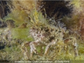 Andy-Kent_Juvenile-Spider-Crab-Camouflage_1