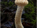 Mike-Billingham_Pholiota_1