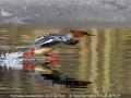 Sue-Vernon_Female-Goosander-On-The-Run_1