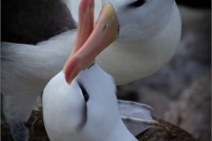 Black-Browed-Albatross-Bonding-by-Jenny-Webster