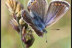 Common-Blue-Butterfly-by-Jan-Harris