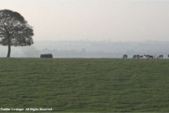 Deer-at-Dusk-by-Pauline-Grainger