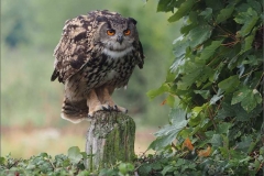 Eagle-Owl-on-Watch-by-Jenny-Webster