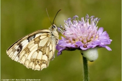 Female-Marbled-White-on-Wild-Scabia-by-Barry-Green
