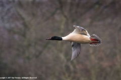 Goosander-by-Sue-Vernon