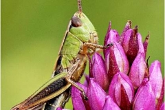 Grasshopper-by-Barry-Green