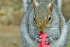 Grey-Squirrel-eating-by-Sheila-Ballantyne-Smith