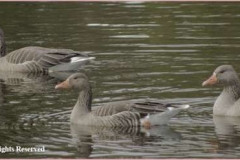 Greylagg-Geese-by-Sheila-Billingham