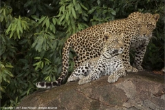 Leopardess-and-Son-by-Jenny-Webster