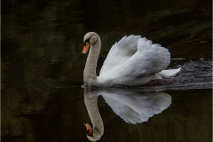 Majestic-River-Severn-Swan-by-Rebekah-Nash