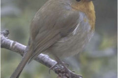 Robin-in-the-rain-by-Sheila-Billingham