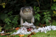 Sparrowhawk-with-Kill-by-David-Ward