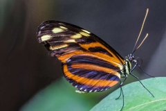 Tiger-longwing-by-Sheila-Ballantyne-Smith