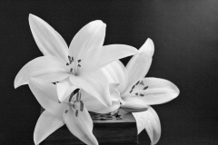 White-lilies-by-Sheila-Ballantyne-Smith