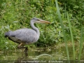 Novice_Ian-Bowes_Grey-Heron-With-Flies_1_Third