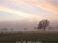 Novice_Monica-Vaness_Foggy-Field_1_First