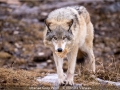 Novice_Monica-Vaness_Intense-Grey-Wolf_1_First