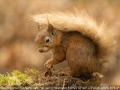 Open_Jenny-Webster_Red-Squirrel-No-Nuts-Left_1_Third