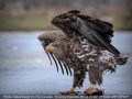 Open_Jenny-Webster_White-Tailed-Eagle-On-The-Ice-Lake_1_Commended