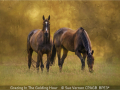 Sue-Vernon_Grazing-In-The-Golding-Hour_1