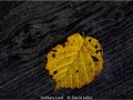 DavidJellie_SolitaryLeaf