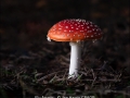 JanHarris_FlyAgaric