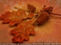 JennyWebster_ATouchOfAutumn