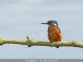 JohnCaswell_Kingfisher