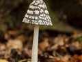 JohnDavidson_MagpieInkcap