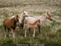 JudithDavison_BreconPonies