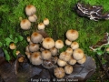 JudithDavison_FungiFamily