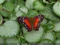 JudithDavison_RedPeacock